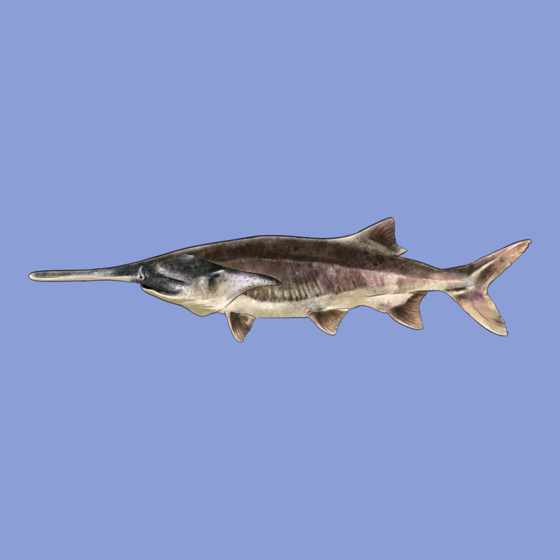 Paddlefish Illustrations, Long Sleeve Tee by LillyAllenDesigns | Teevron
