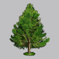 White Pine Tree Illustrations Long Sleeve Tee | Teevron