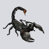 Scorpion Zipper Hoodie | Teevron