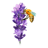 honey bee with lavender fa element | Teevron
