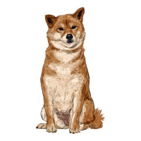 shiba inu | Teevron