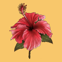 Puerto Rican Hibiscus Flower Illustrations Vintage Hoodie | Teevron