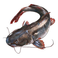 Catfish Illustrations | Teevron
