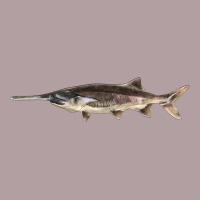 Paddlefish Illustrations, Vintage Hoodie | Teevron