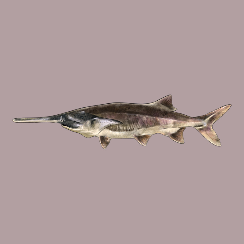 Paddlefish Illustrations, Vintage Hoodie by LillyAllenDesigns | Teevron