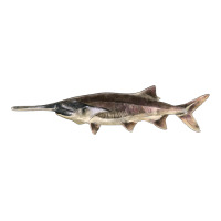 Paddlefish Illustrations, | Teevron