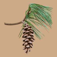 White Pine Cone Vintage Hoodie | Teevron