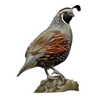 California Quail Bird Premium Tee | Teevron