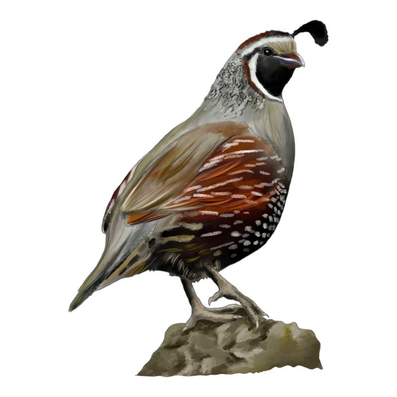 California Quail Bird Premium Tee by RanaPortraitStore | Teevron