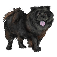 black chow chow | Teevron