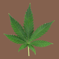 Weed Leaf Zipper Hoodie | Teevron