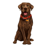 chocolate lab labrador retriever | Teevron