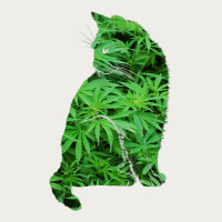 Funny Cannabis & Cat Lover Marijuana Weed Smoker Art T Shirt Zipper Hoodie | Teevron
