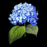 Blue  Hydrangea Premium Sweatshirt | Teevron
