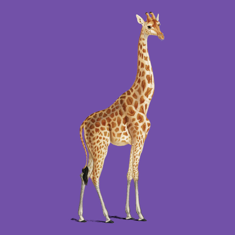 Giraffe Premium Sweatshirt by artisFamous | Teevron