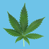 Weed Leaf Premium Sweatshirt | Teevron