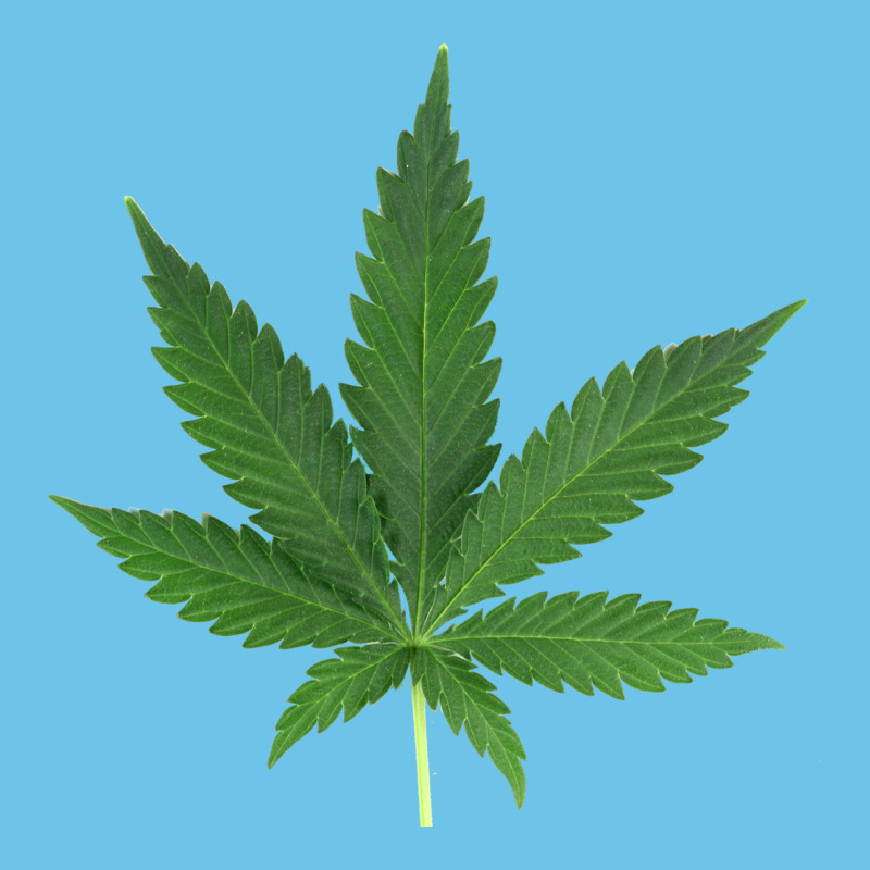 Weed Leaf Premium Sweatshirt by artisFamous | Teevron