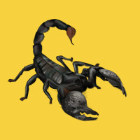 Scorpion Premium Sweatshirt | Teevron