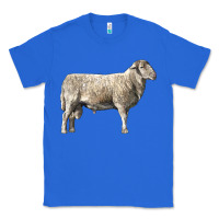 True Royal katahdin sheep Classic Tee - LillyAllenDesigns