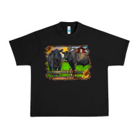 Black black angus cattle and bull in barnyard Urban Heavy Tee - RanaPortraitStore