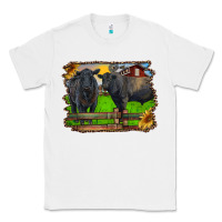 White black angus cattle and bull in barnyard Classic Tee - RanaPortraitStore