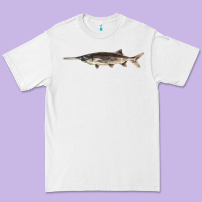 Paddlefish Illustrations, Premium Tee Designed By Lillyallendesigns