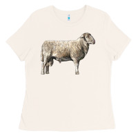 Bone katahdin sheep Ladies Tee - LillyAllenDesigns